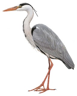 Ardea cinerea jouyi