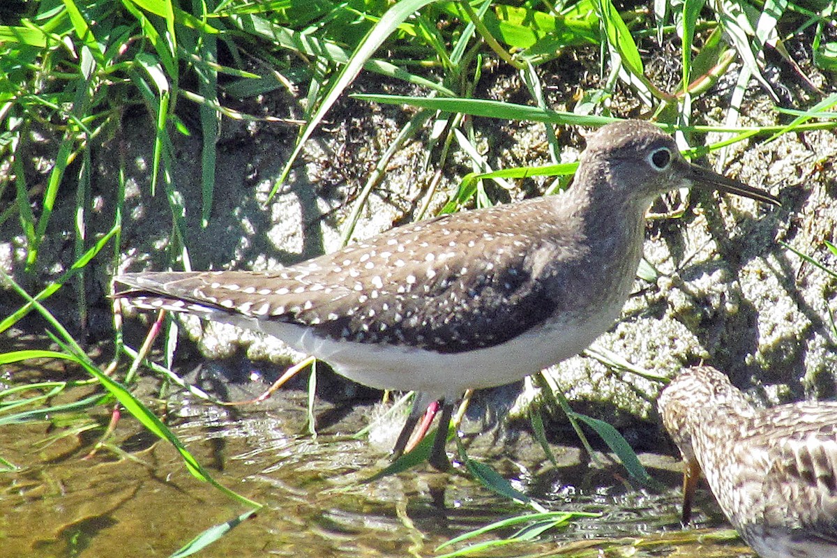 Solitary Sandpiper - CAROL MACNEILL