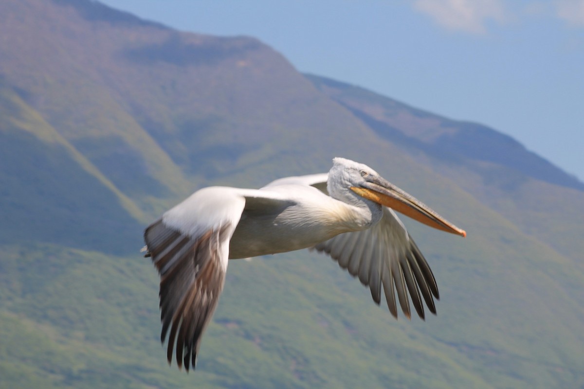 Great White Pelican - Sean Walsh