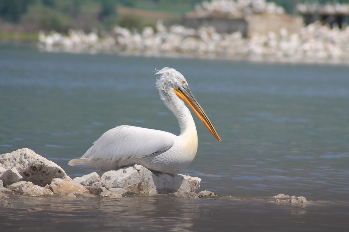 Dalmatian Pelican - Seán Walsh