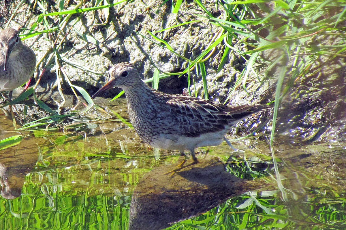 Bécasseau à poitrine cendrée - ML153008171