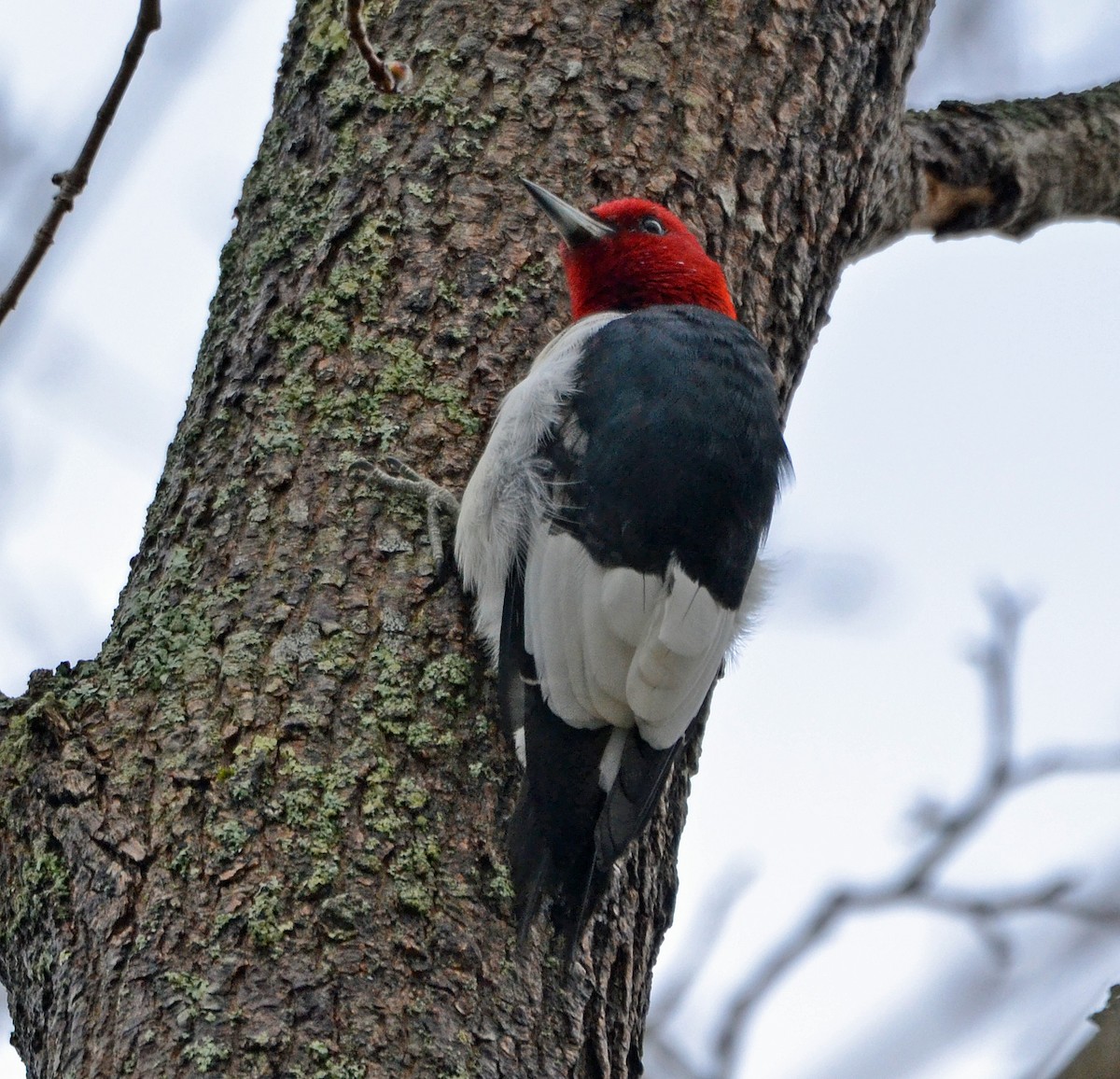 Red-headed Woodpecker - Michael J Good