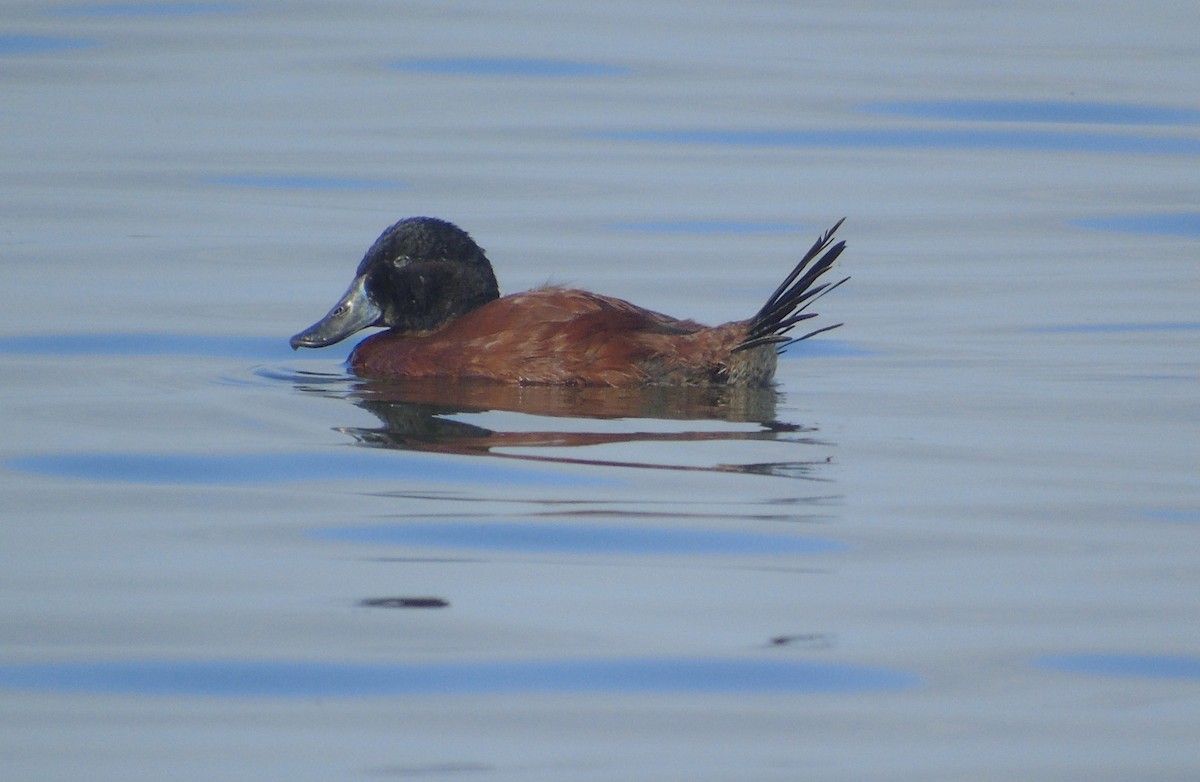 Andean Duck - ML153009501