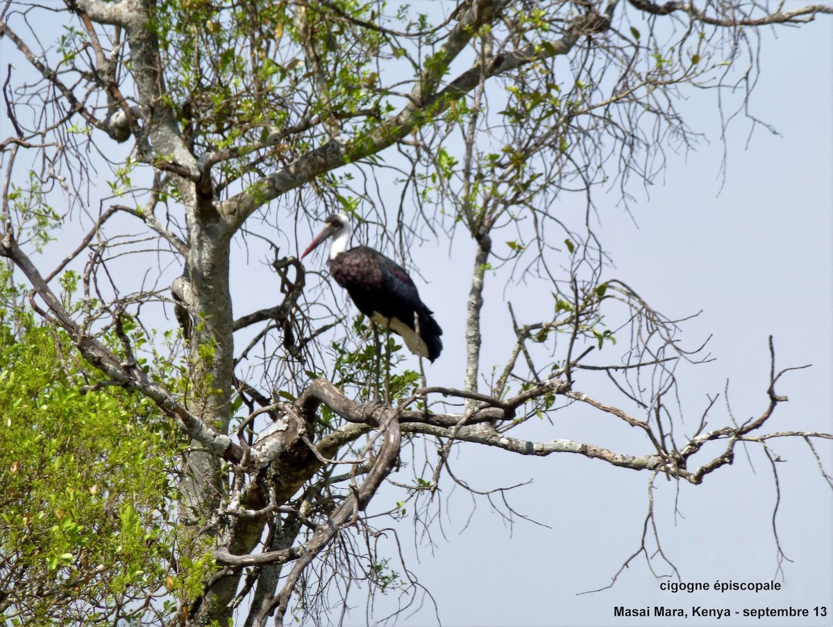 African Woolly-necked Stork - ML153010171