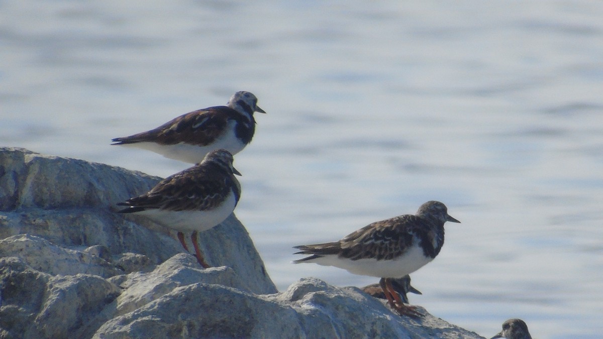 Ruddy Turnstone - Gabriel Pulgar Guardiola