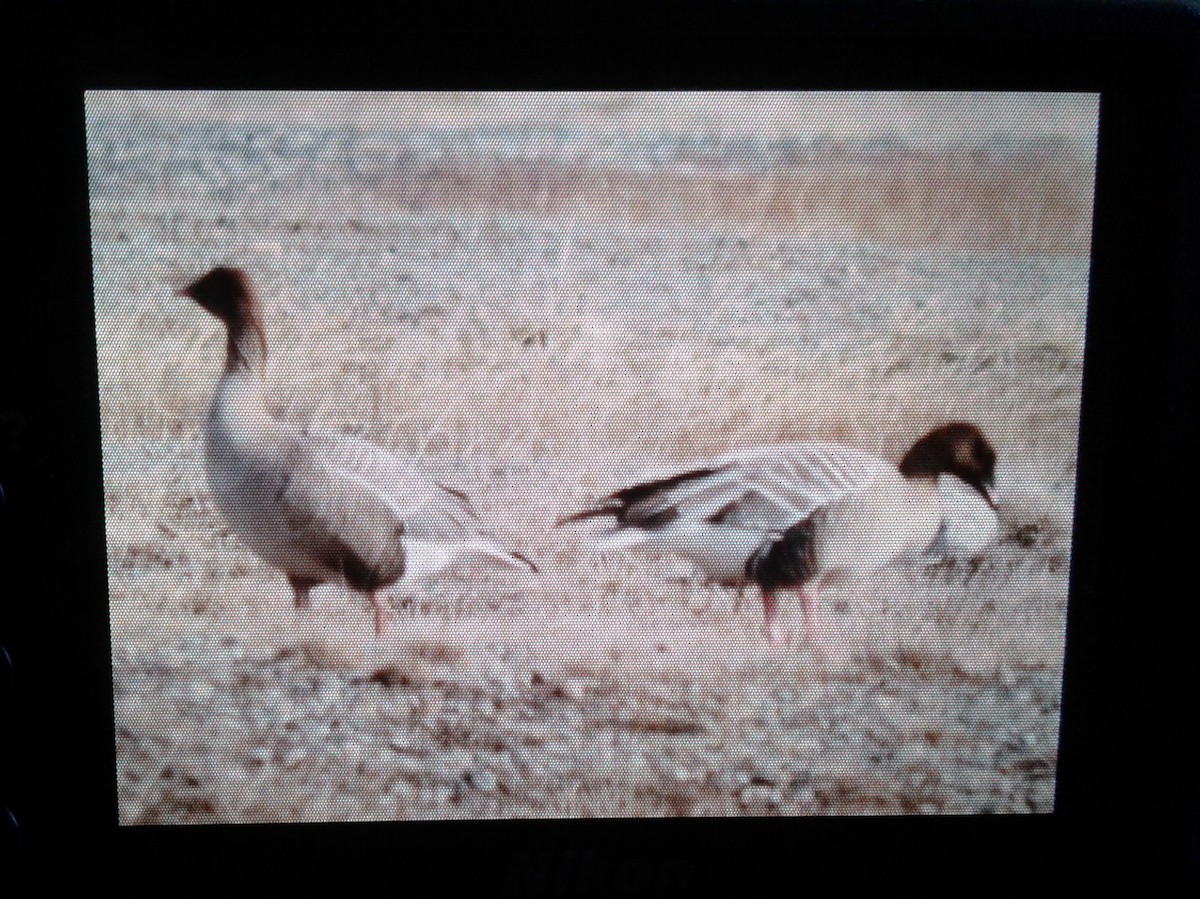 Pink-footed Goose - ML153012481