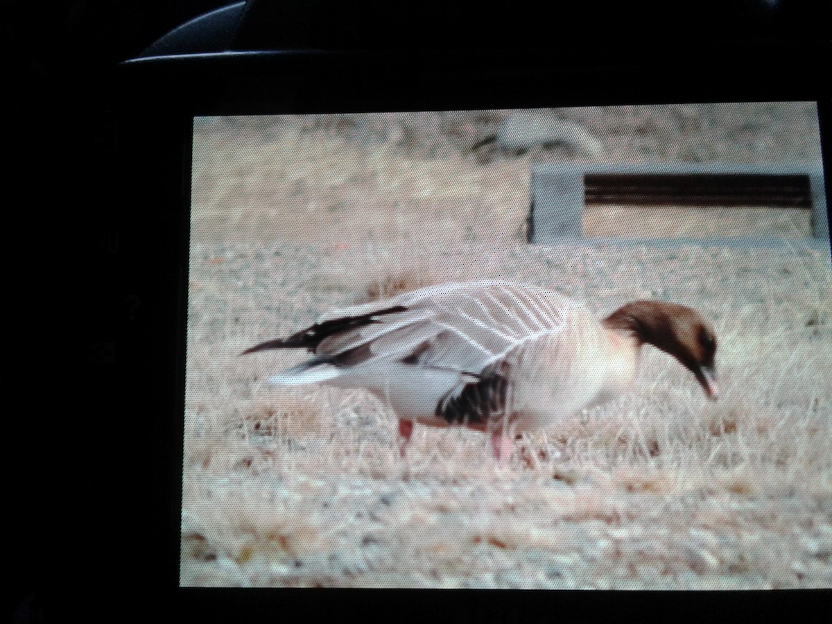 Pink-footed Goose - ML153012691