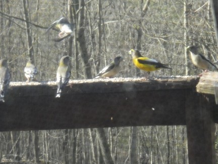 Evening Grosbeak - ML153013311