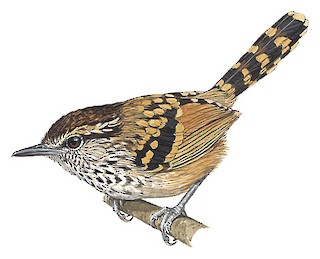 Scaled Antbird - Drymophila squamata - Birds of the World