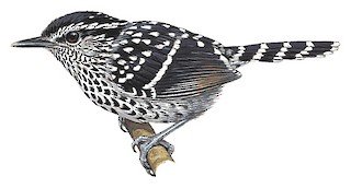 Scaled Antbird - Drymophila squamata - Birds of the World
