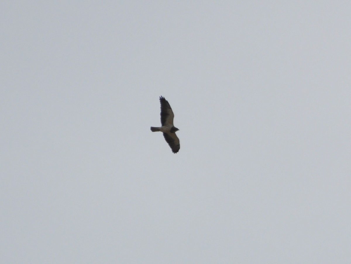 Swainson's Hawk - ML153016031