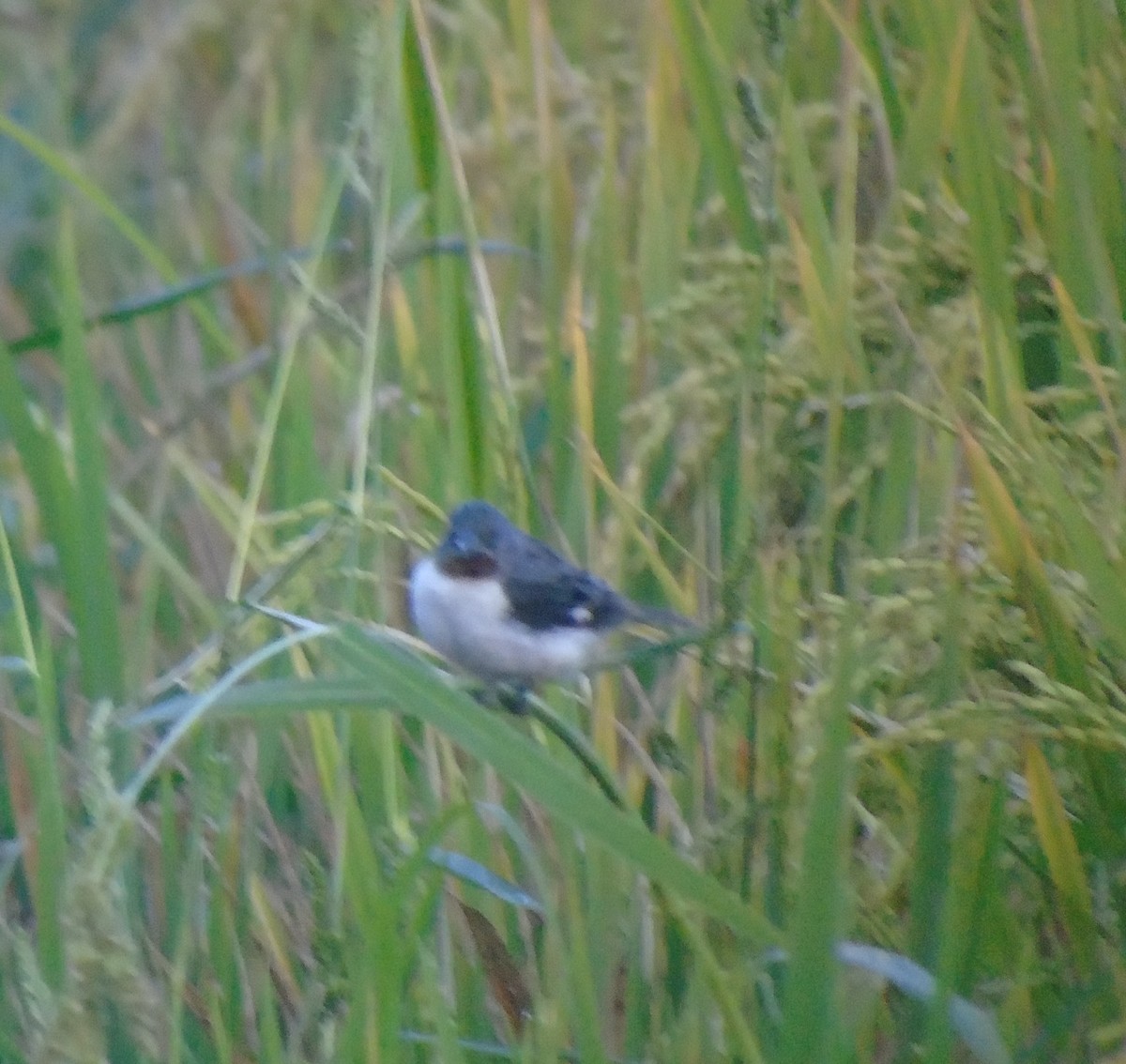 Chestnut-throated Seedeater - Gabriel Pulgar Guardiola