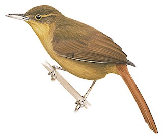 Rufous-rumped Foliage-gleaner - Neophilydor erythrocercum - Birds of ...