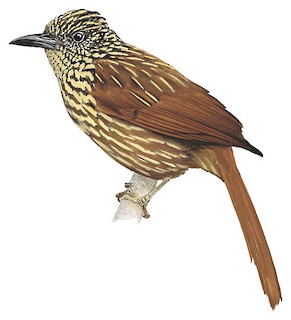 Flammulated Treehunter - Thripadectes flammulatus - Birds of the World