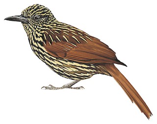 Flammulated Treehunter - Thripadectes flammulatus - Birds of the World