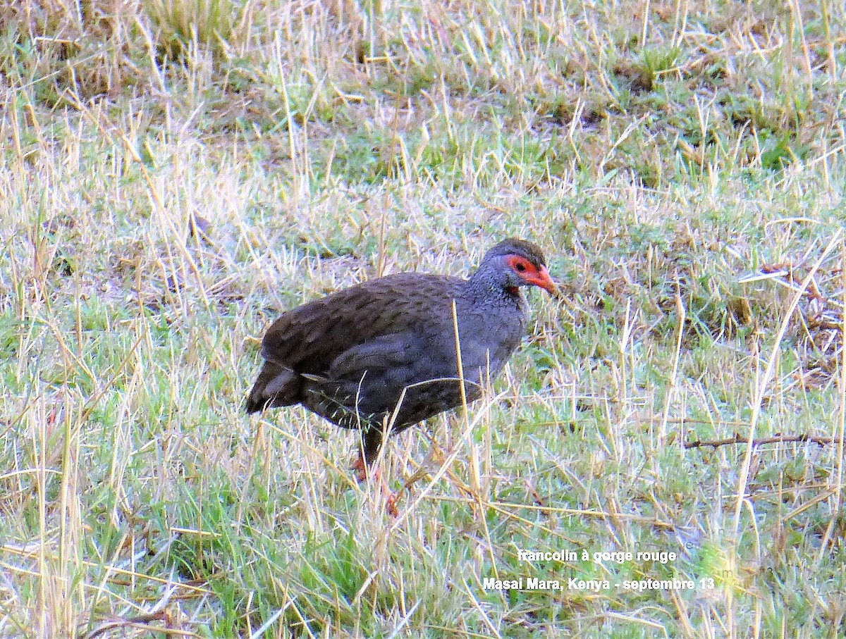 Red-necked Spurfowl - ML153024951
