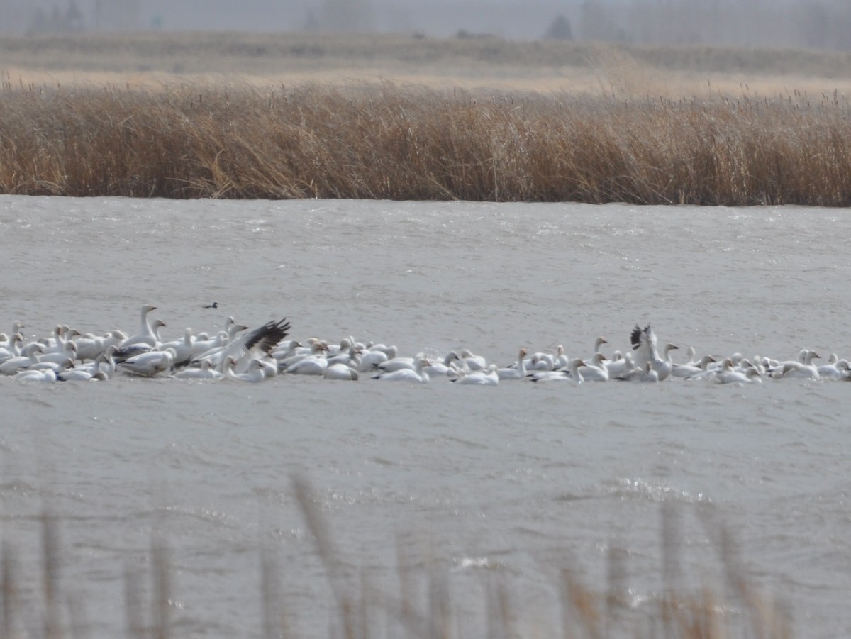 Snow Goose - ML153025351