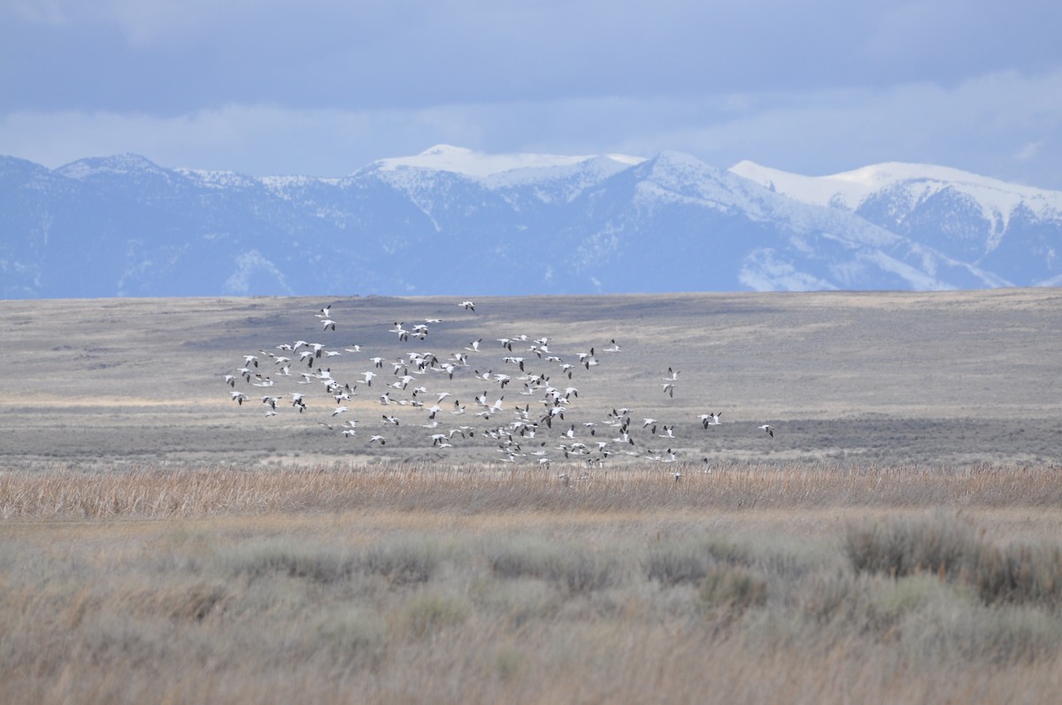 Snow Goose - ML153025631