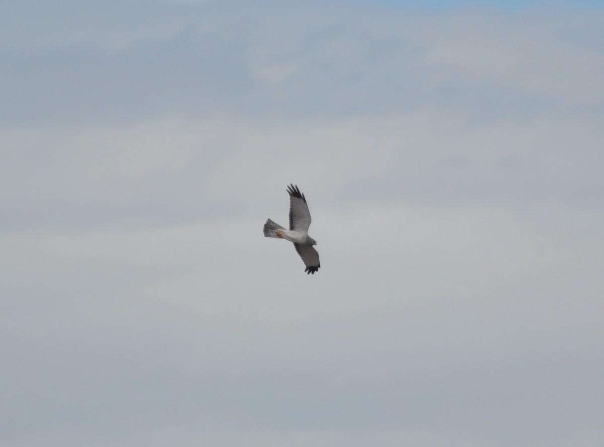 Northern Harrier - ML153025661