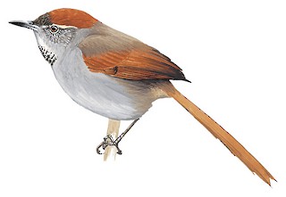Azara's Spinetail - Synallaxis azarae - Birds of the World