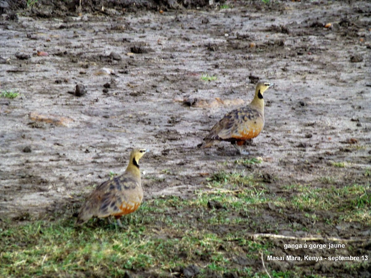 Yellow-throated Sandgrouse - ML153031111