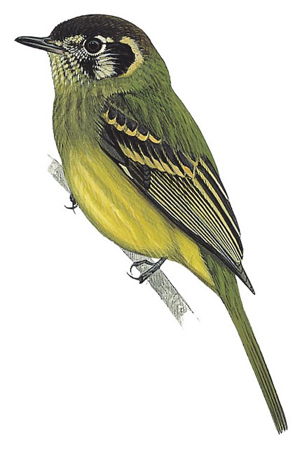 Sepia-capped Flycatcher - Leptopogon amaurocephalus - Birds of the