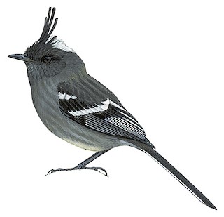 Ash-breasted Tit-Tyrant