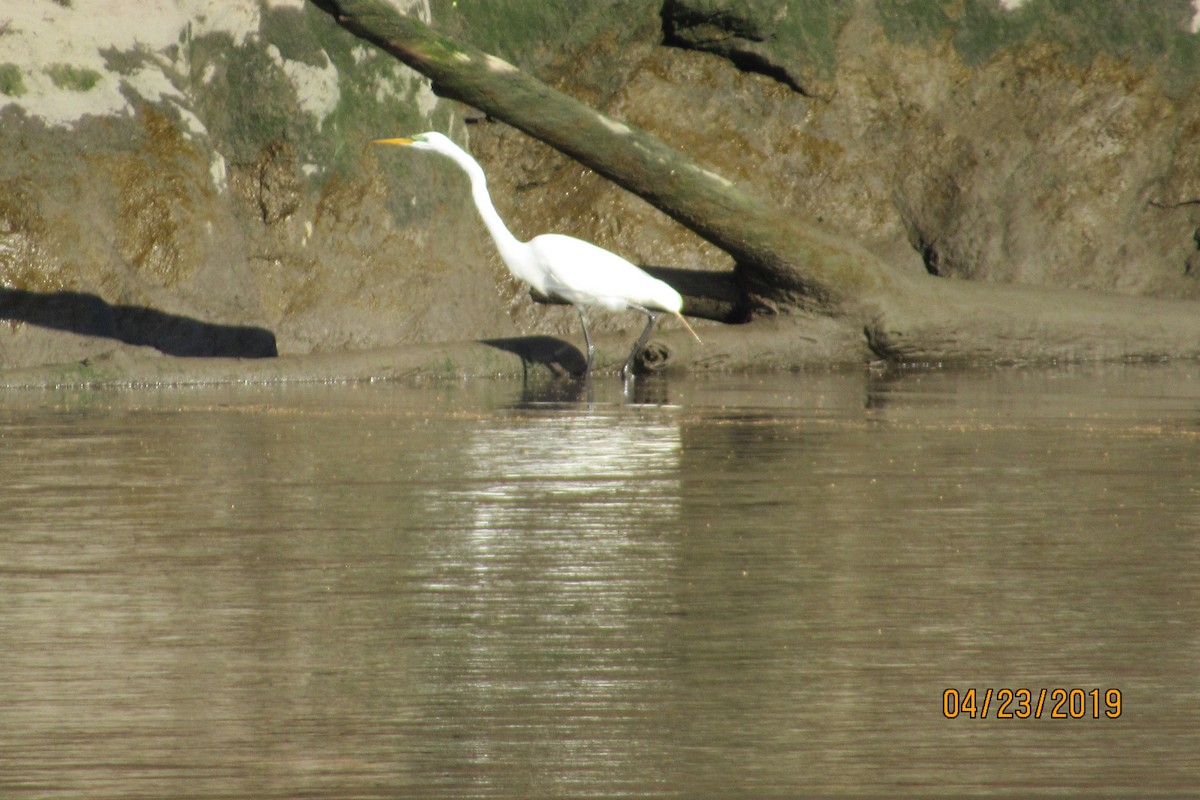 Great Egret - ML153035201