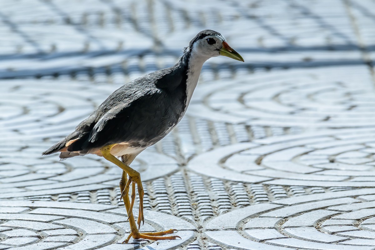 White-breasted Waterhen - ML153035391