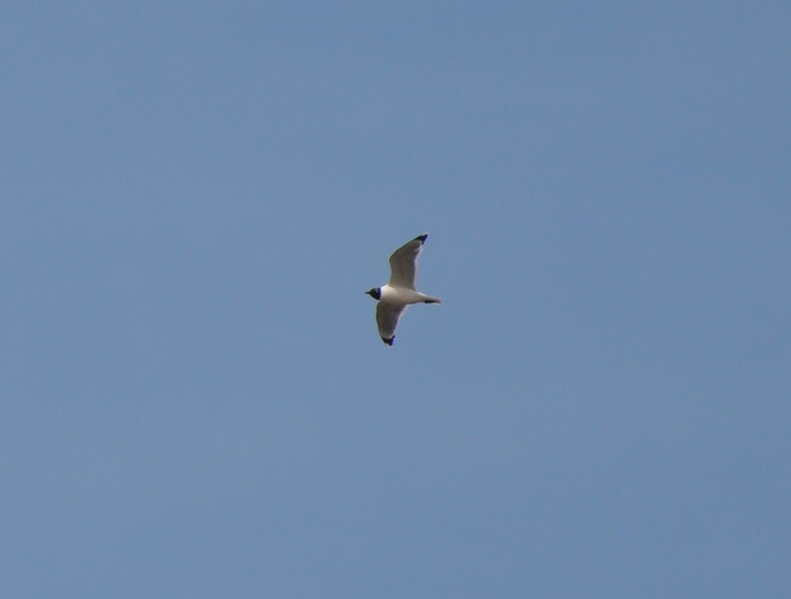 Franklin's Gull - ML153035881