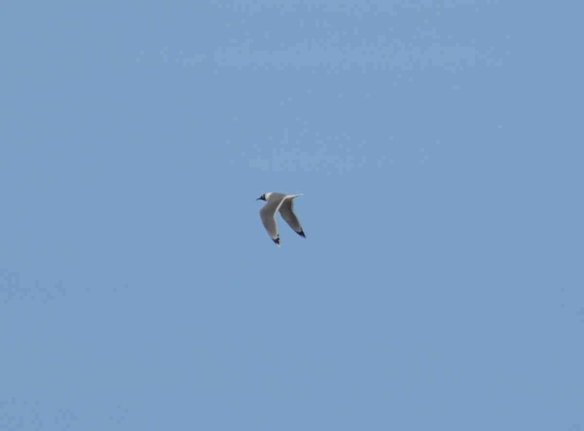 Franklin's Gull - ML153035941