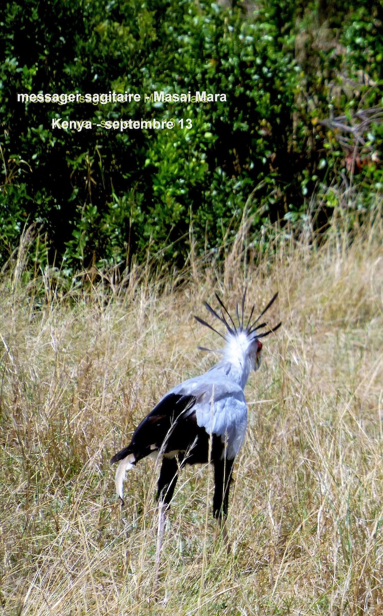 Secretarybird - ML153036511