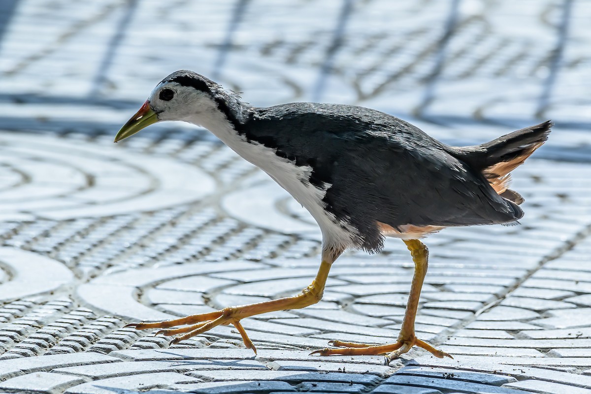 White-breasted Waterhen - ML153036981