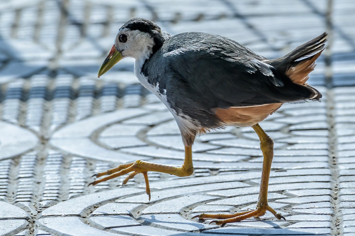 White-breasted Waterhen - ML153037001