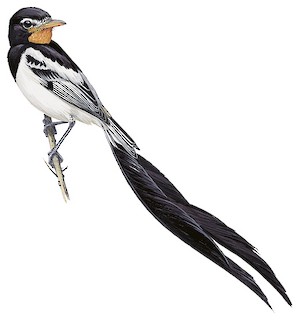 Strange-tailed Tyrant