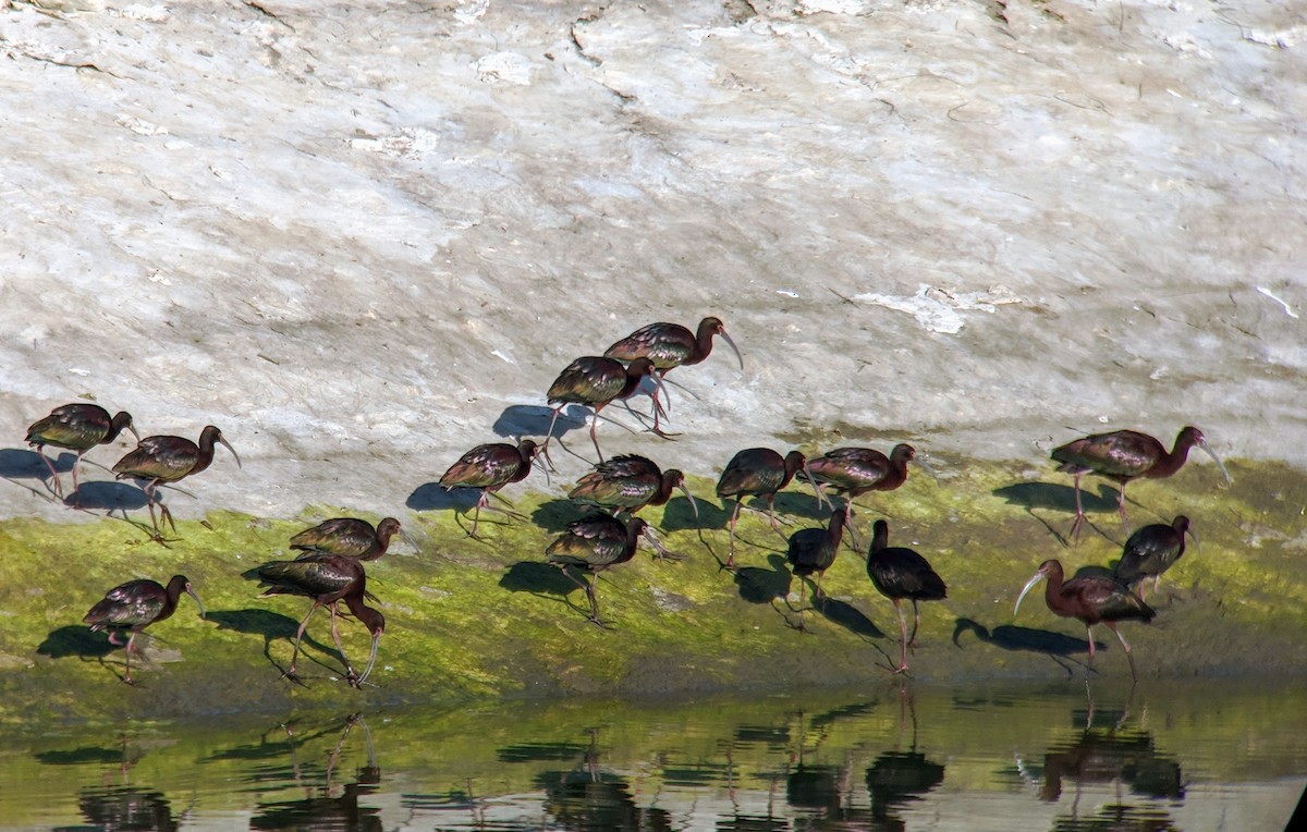 Ibis à face blanche - ML153037801