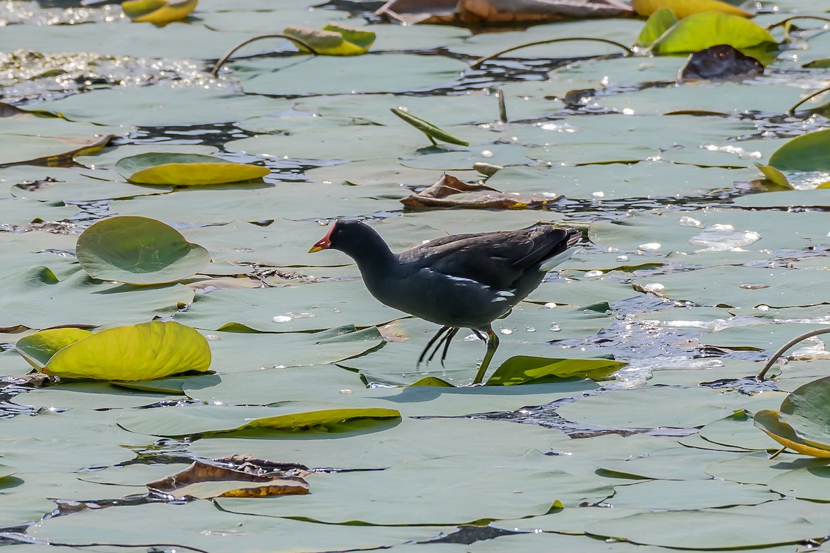 Eurasian Moorhen - Nitin Chandra