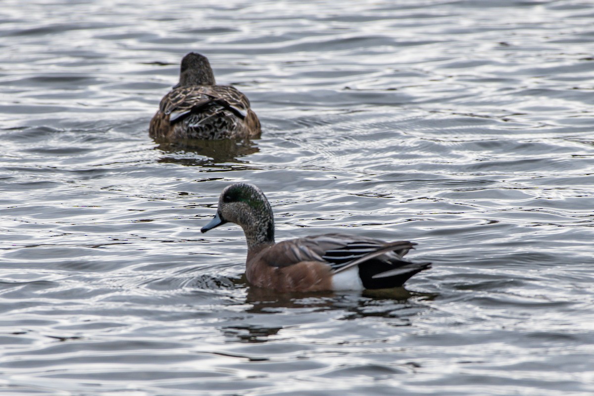 American Wigeon - ML153038751