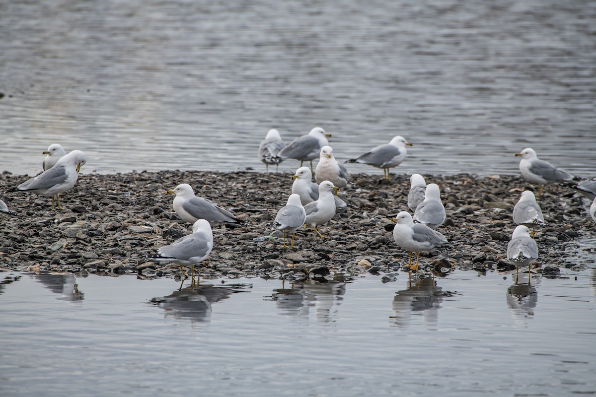 Ring-billed Gull - Frank King