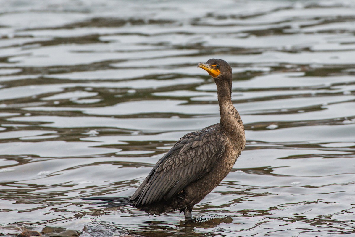 Double-crested Cormorant - ML153039171