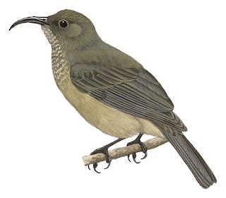 Meliphagidae - Honeyeaters - Birds of the World
