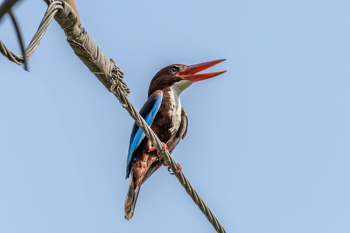 White-throated Kingfisher - Nitin Chandra