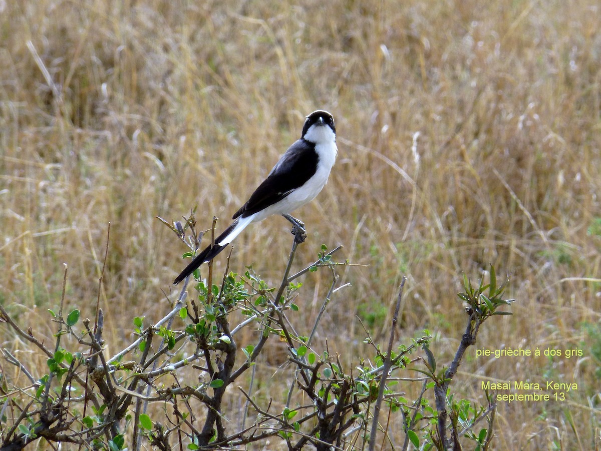 Gray-backed Fiscal - ML153053321