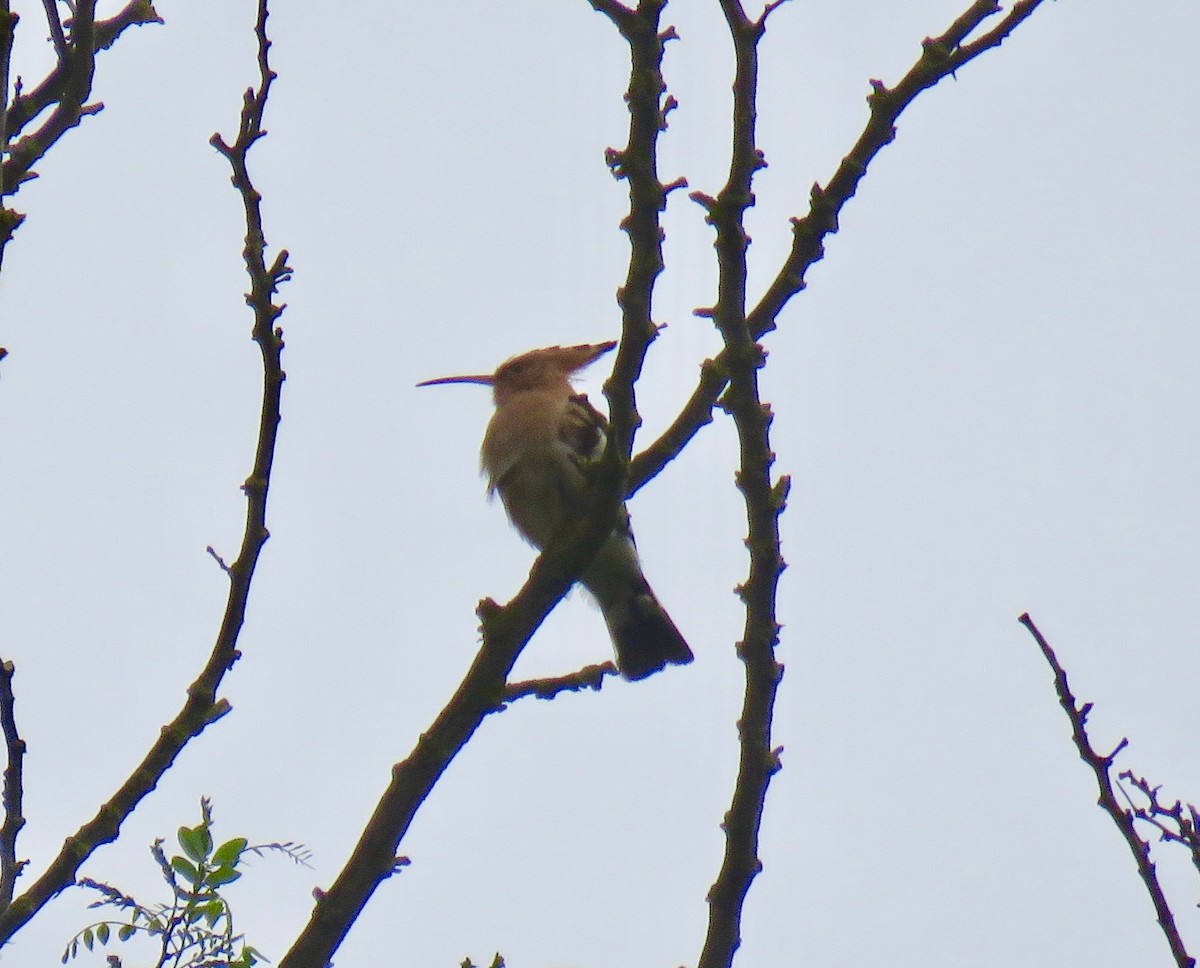 Eurasian Hoopoe - ML153053681