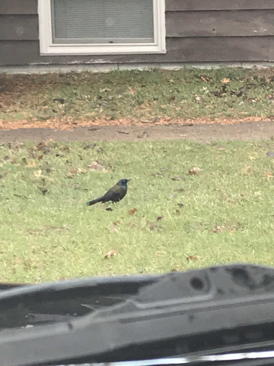 Common Grackle - Emma Quimby