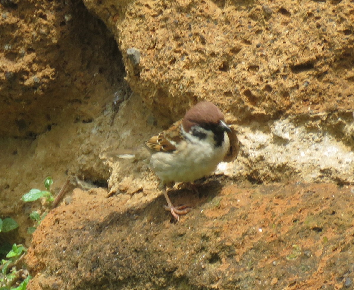 Eurasian Tree Sparrow - ML153053821