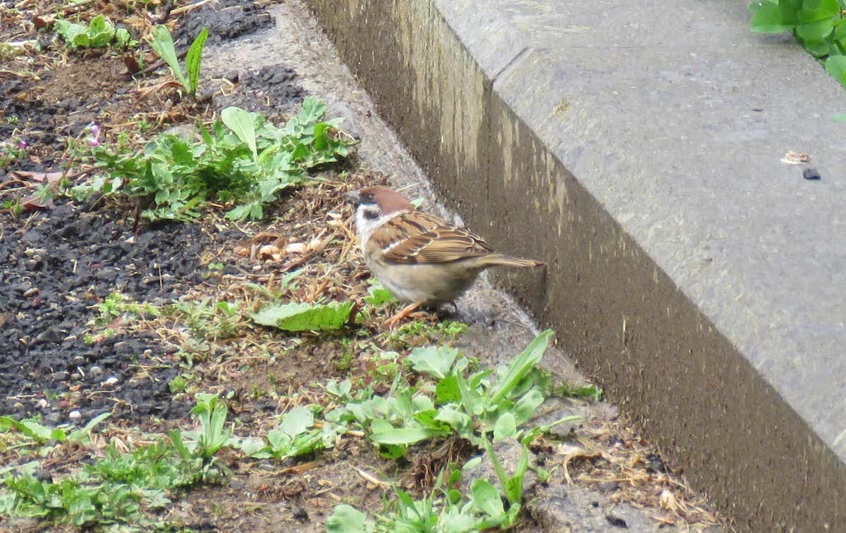 Eurasian Tree Sparrow - ML153053831