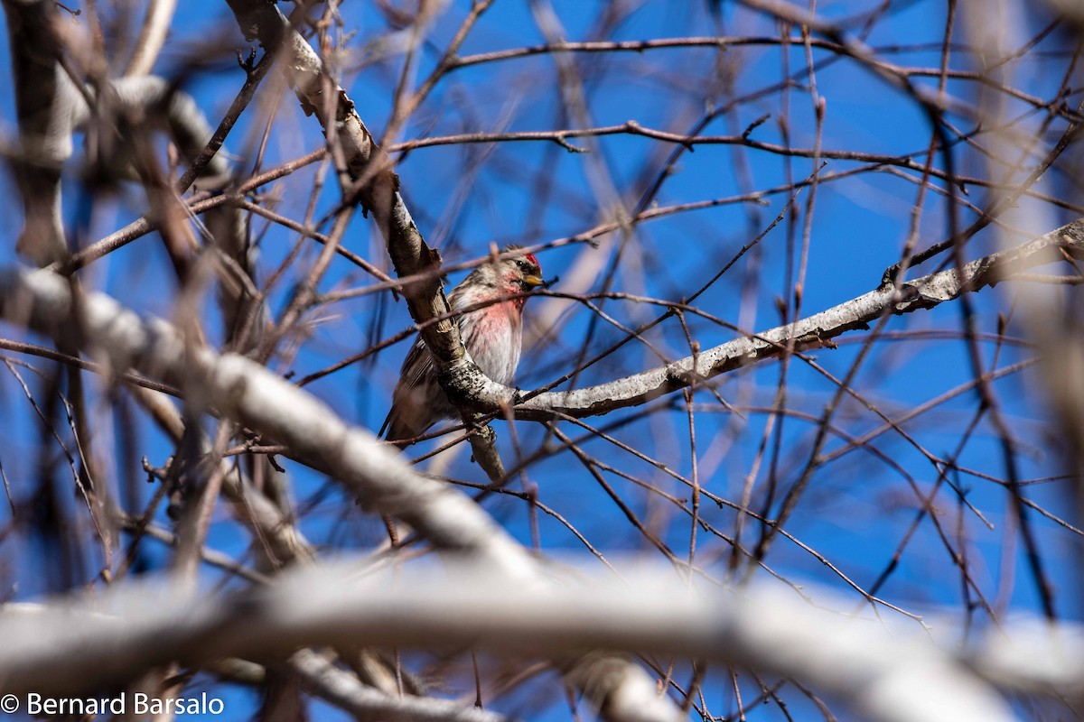 Common Redpoll - Bernard Barsalo