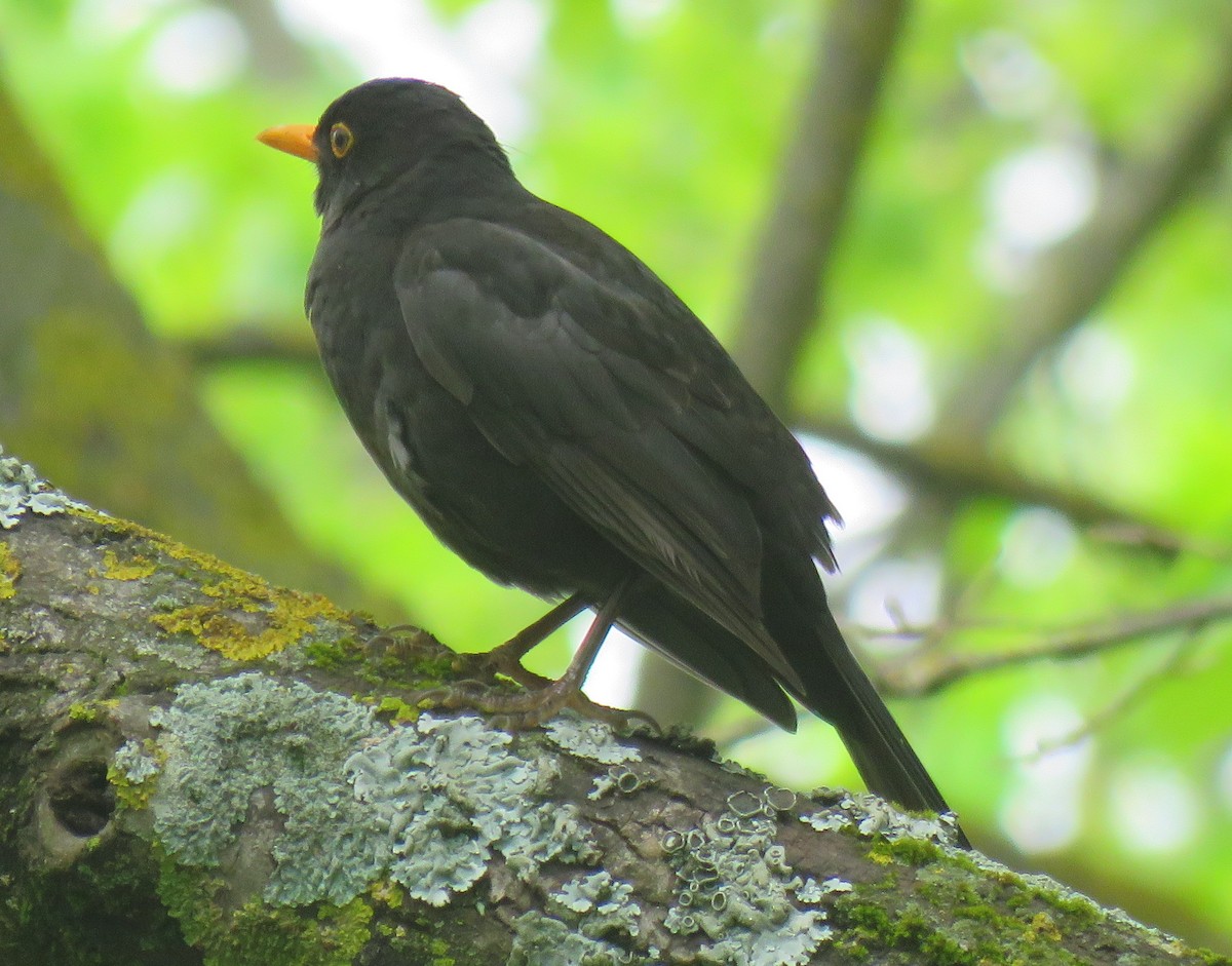 Eurasian Blackbird - ML153053881