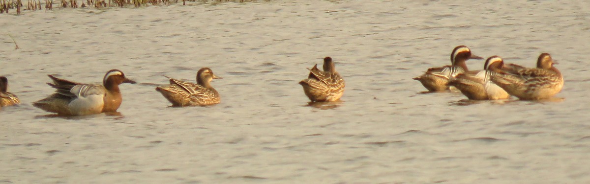 Garganey - ML153053921